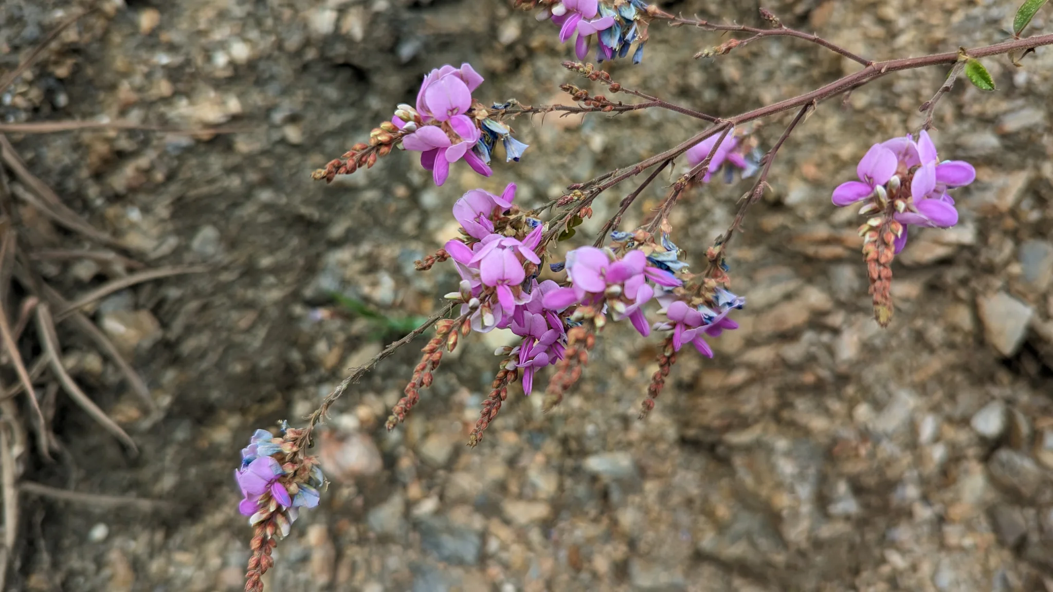 Pequeñas flores moradas de Dalea crecen cerca del suelo, entre rocas y hojas compuestas.