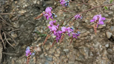 Pequeñas flores moradas de Dalea crecen cerca del suelo, entre rocas y hojas compuestas.