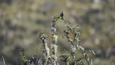 Un ave pequeña en una rama con líquenes