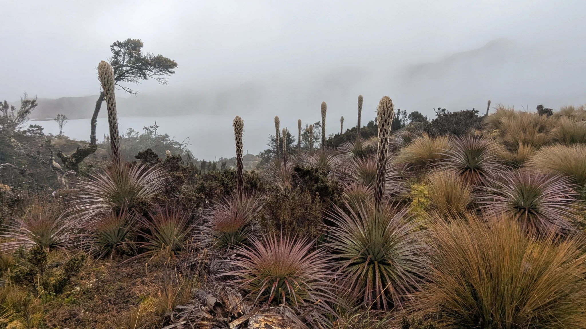 Rosetas junto a una laguna entre niebla. El nombre del cuerpo de agua sigue sin confirmarse.