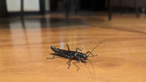 Insecto alargado sobre un piso de madera. La identificación más precisa sigue sin confirmarse.