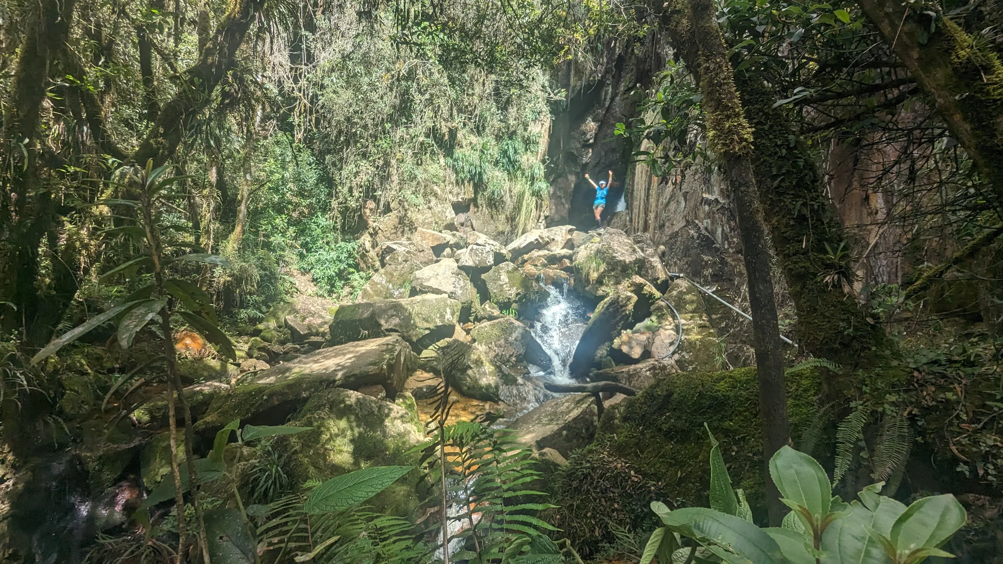 Un arroyo de bosque bajo ramas densas