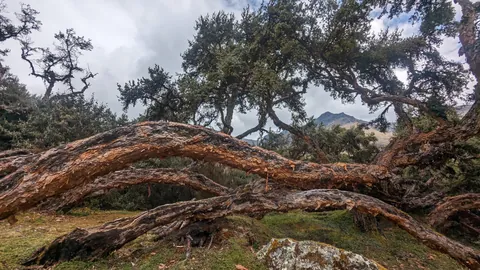 Ramas bajas que atraviesan el bosque
