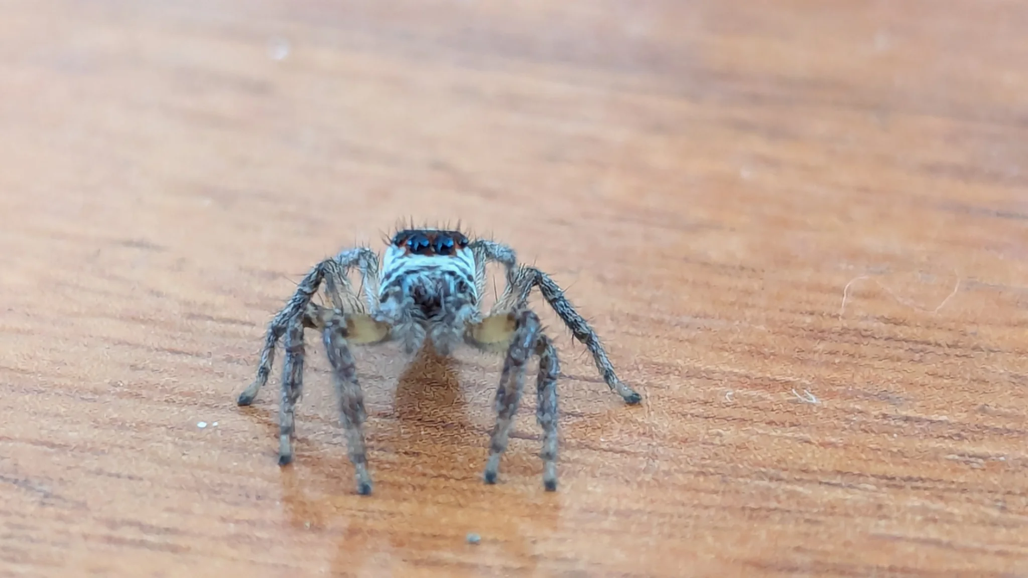 Araña gris azulada sobre madera. La identificación más precisa sigue sin confirmarse.