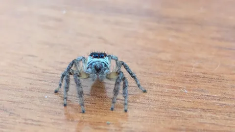 Araña gris azulada sobre madera. La identificación más precisa sigue sin confirmarse.