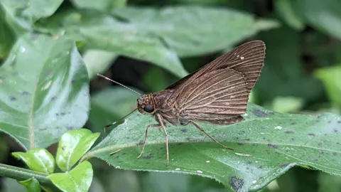 Mariposa marrón sobre hojas verdes. La identificación más precisa sigue sin confirmarse.