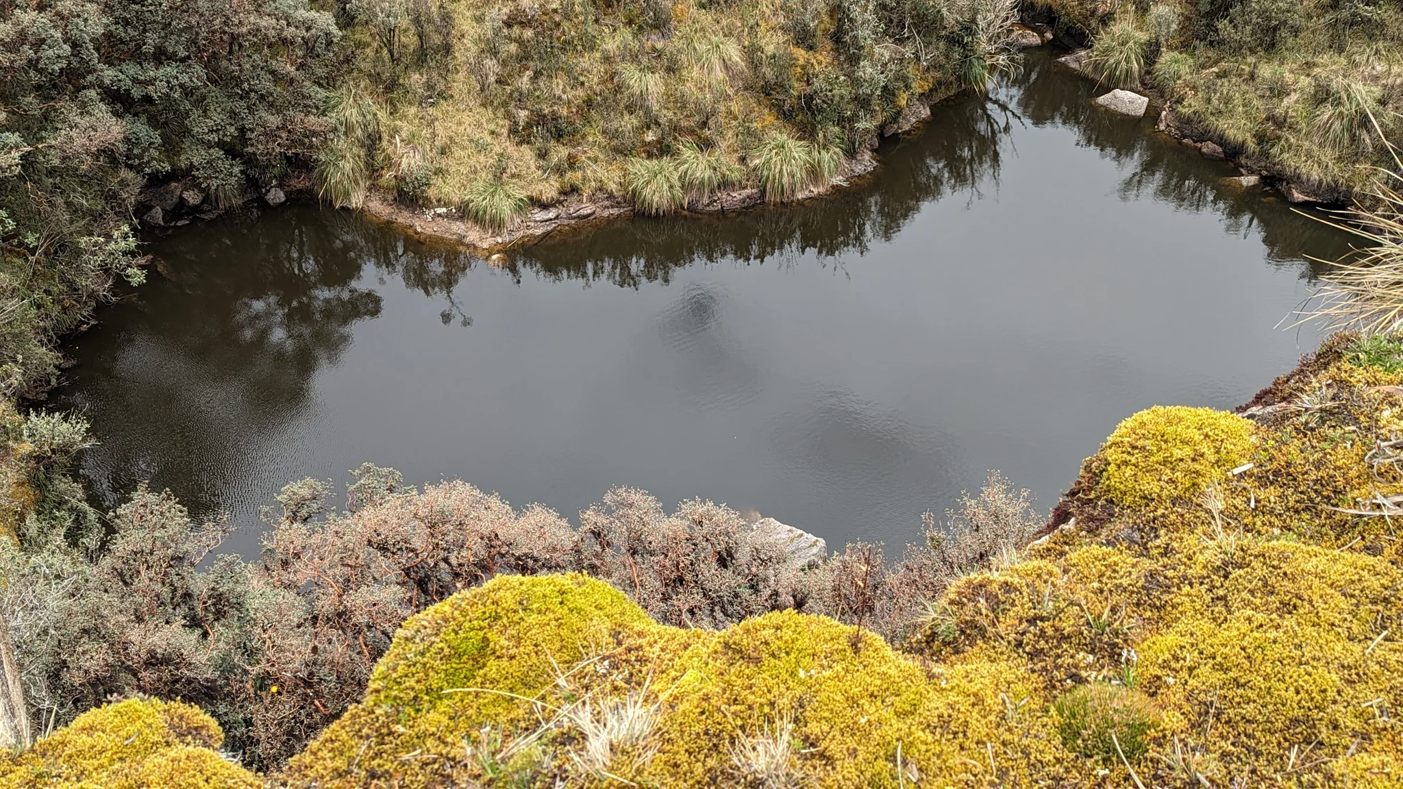Una poza rodeada de arbustos. El nombre del cuerpo de agua sigue sin confirmarse.