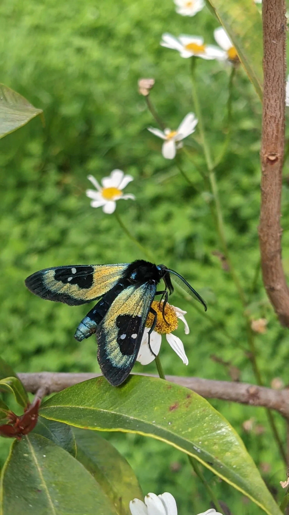 Mariposa de manchas claras entre plantas bajas. La identificación más precisa sigue sin confirmarse.