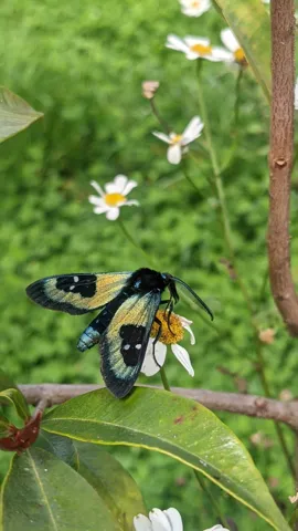 Mariposa de manchas claras entre plantas bajas. La identificación más precisa sigue sin confirmarse.