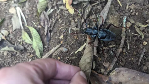 Artrópodo oscuro entre hojas caídas. La identificación más precisa sigue sin confirmarse.