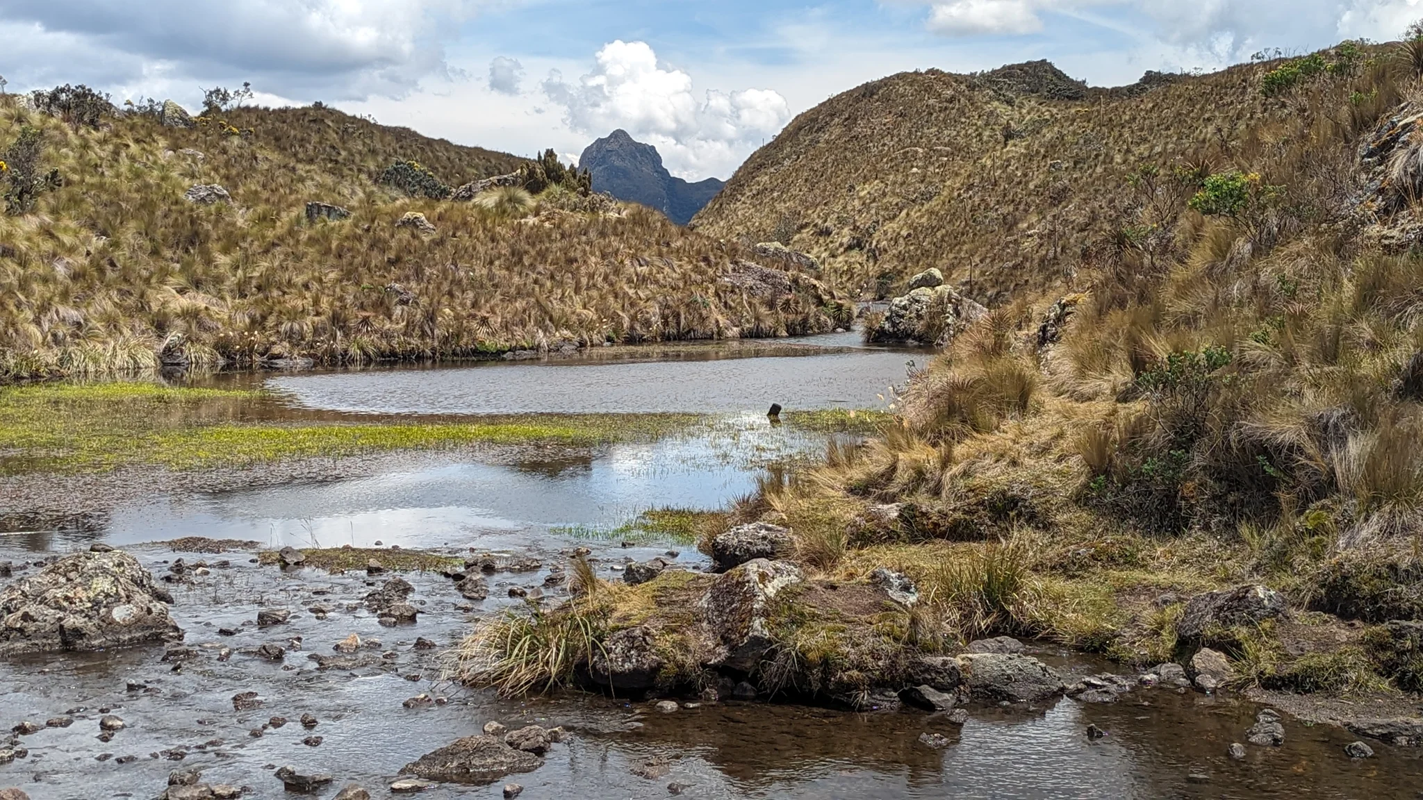 Una salida de agua entre plantas de páramo
