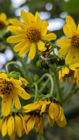 Araña entre flores amarillas. La identificación más precisa sigue sin confirmarse.