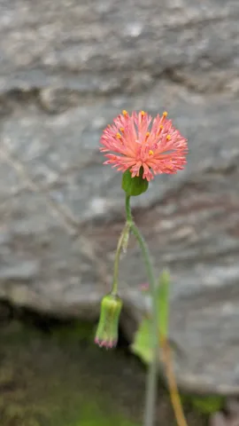 Cabezuela rosada de Emilia fosbergii.