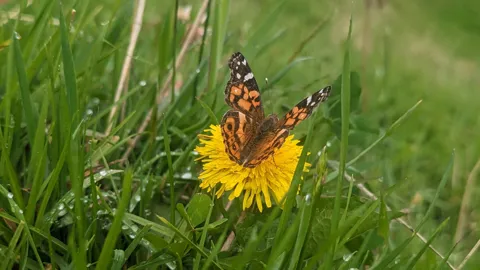 Mariposa moteada sobre una flor amarilla. La identificación más precisa sigue sin confirmarse.