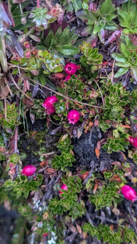 Flores rosadas en forma de urna crecen entre hojas pequeñas y coriáceas. La identificación como Gaultheria es tentativa.