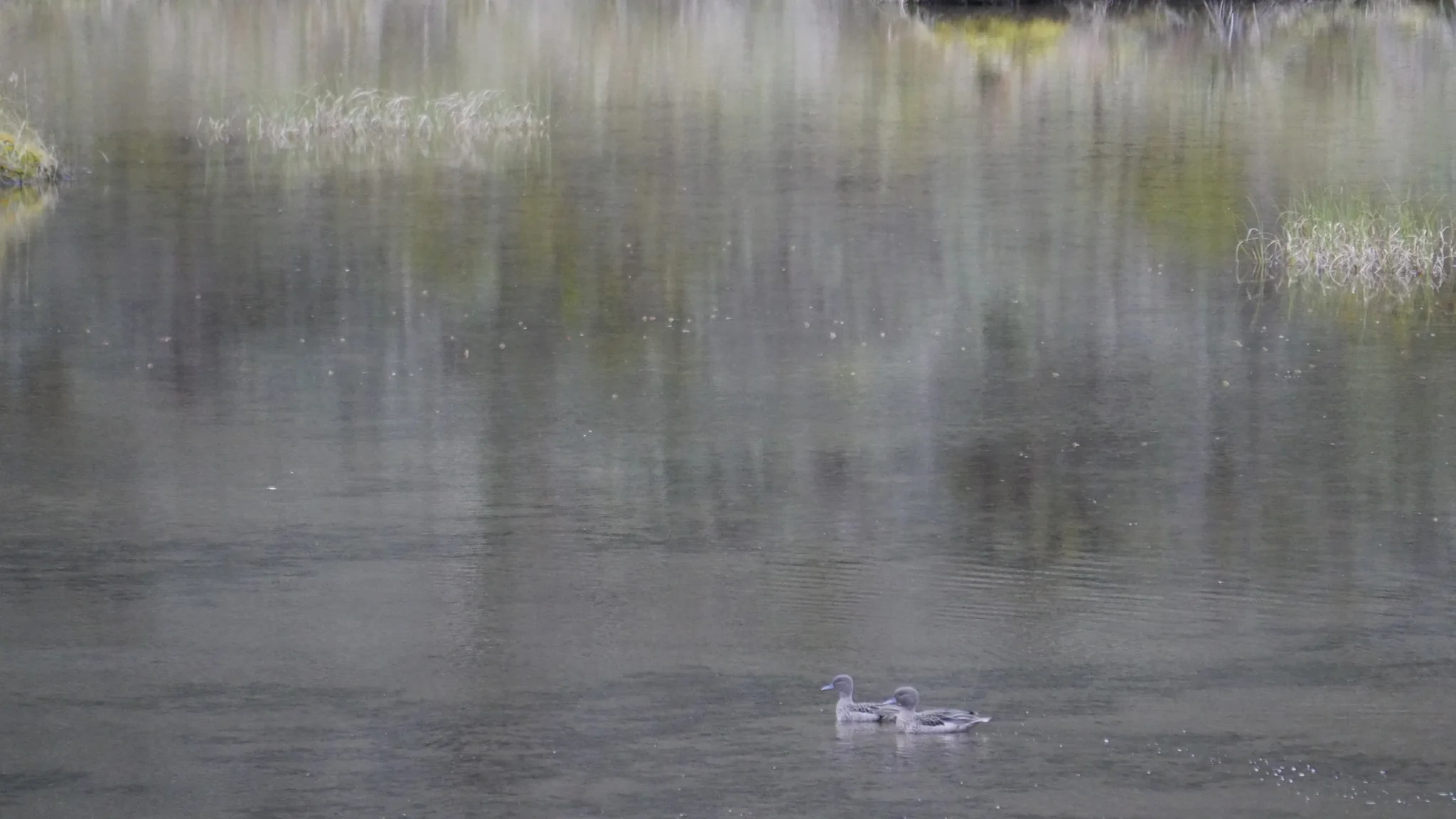 Aves acuáticas bajo árboles reflejados
