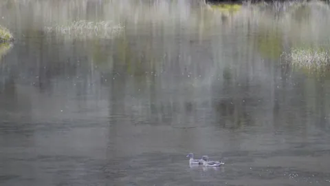 Aves acuáticas bajo árboles reflejados
