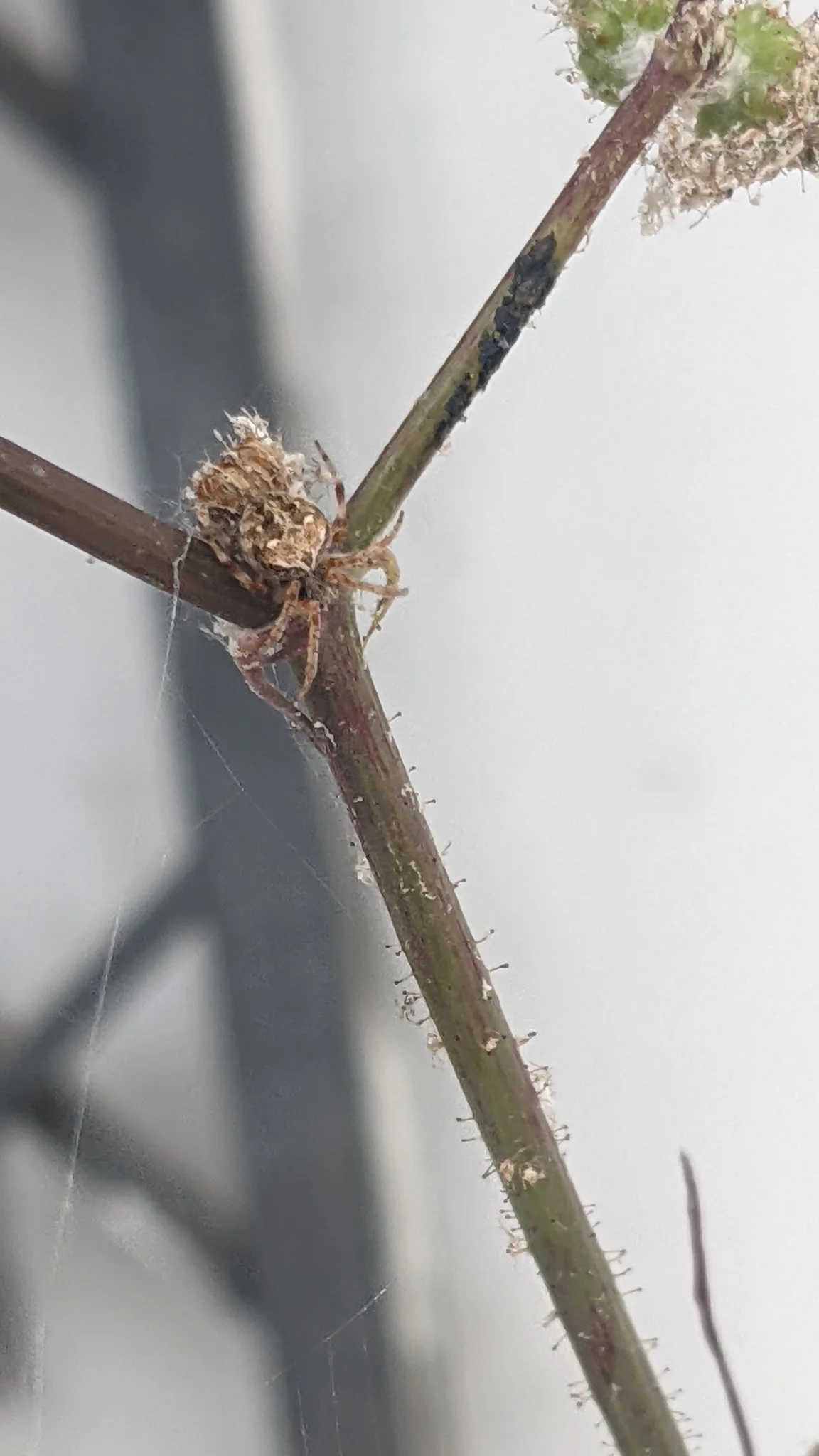 Pequeña araña en una ramita. La identificación más precisa sigue sin confirmarse.