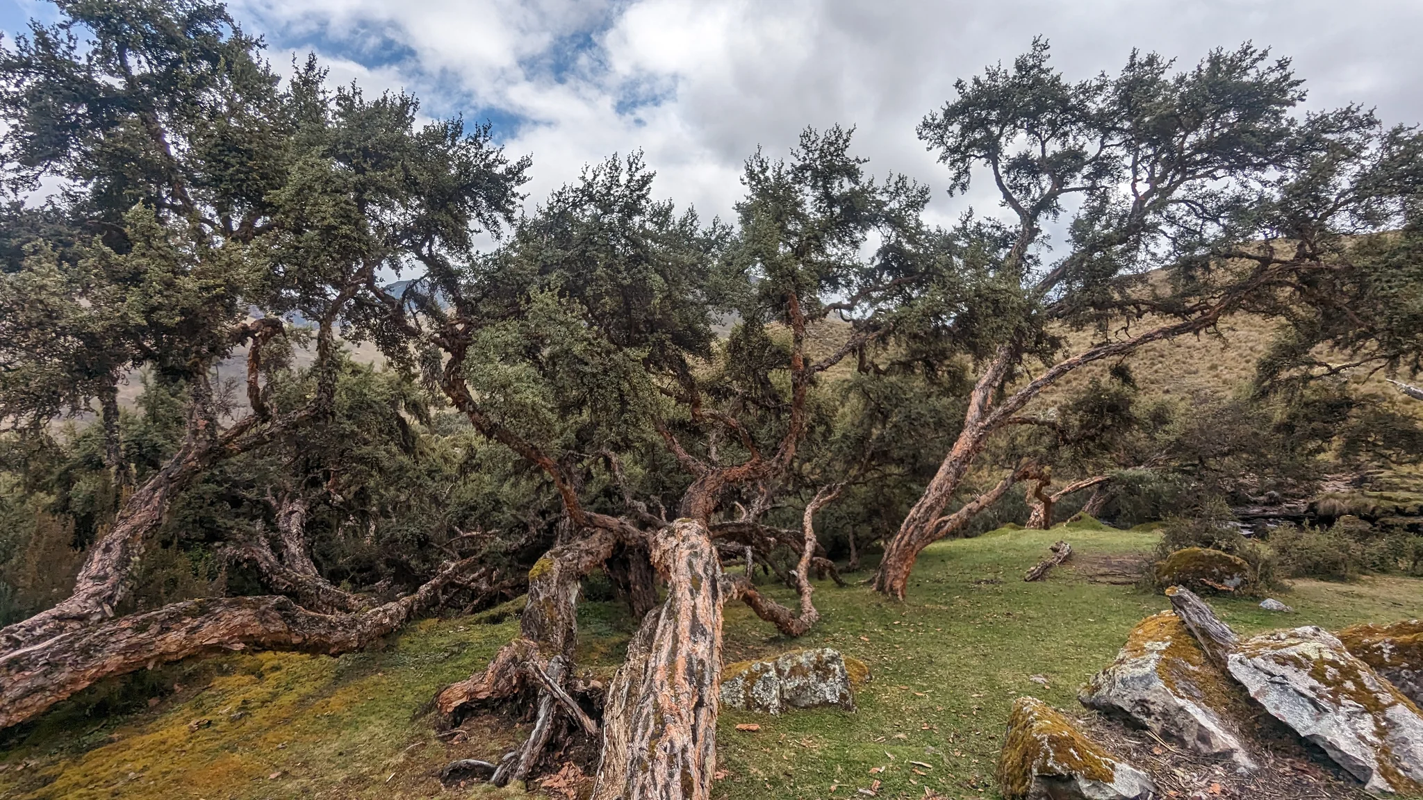 Árboles retorcidos sobre terreno rocoso