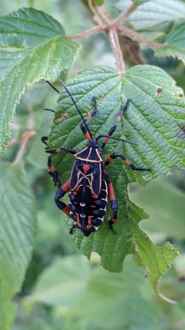Insecto rojinegro sobre una hoja rugosa. La identificación más precisa sigue sin confirmarse.