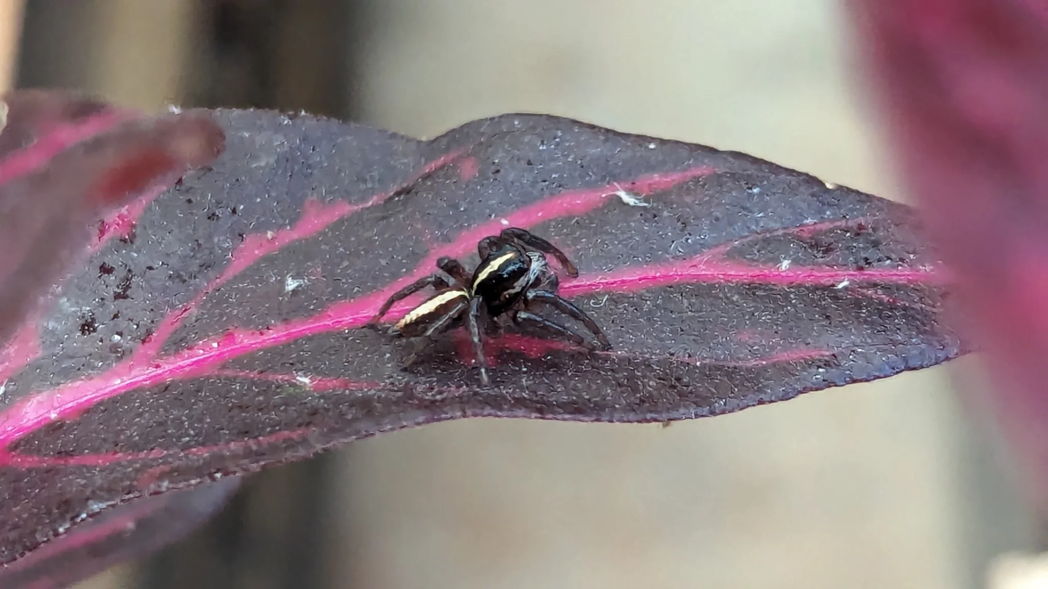 Araña oscura en una hoja morada. La identificación más precisa sigue sin confirmarse.