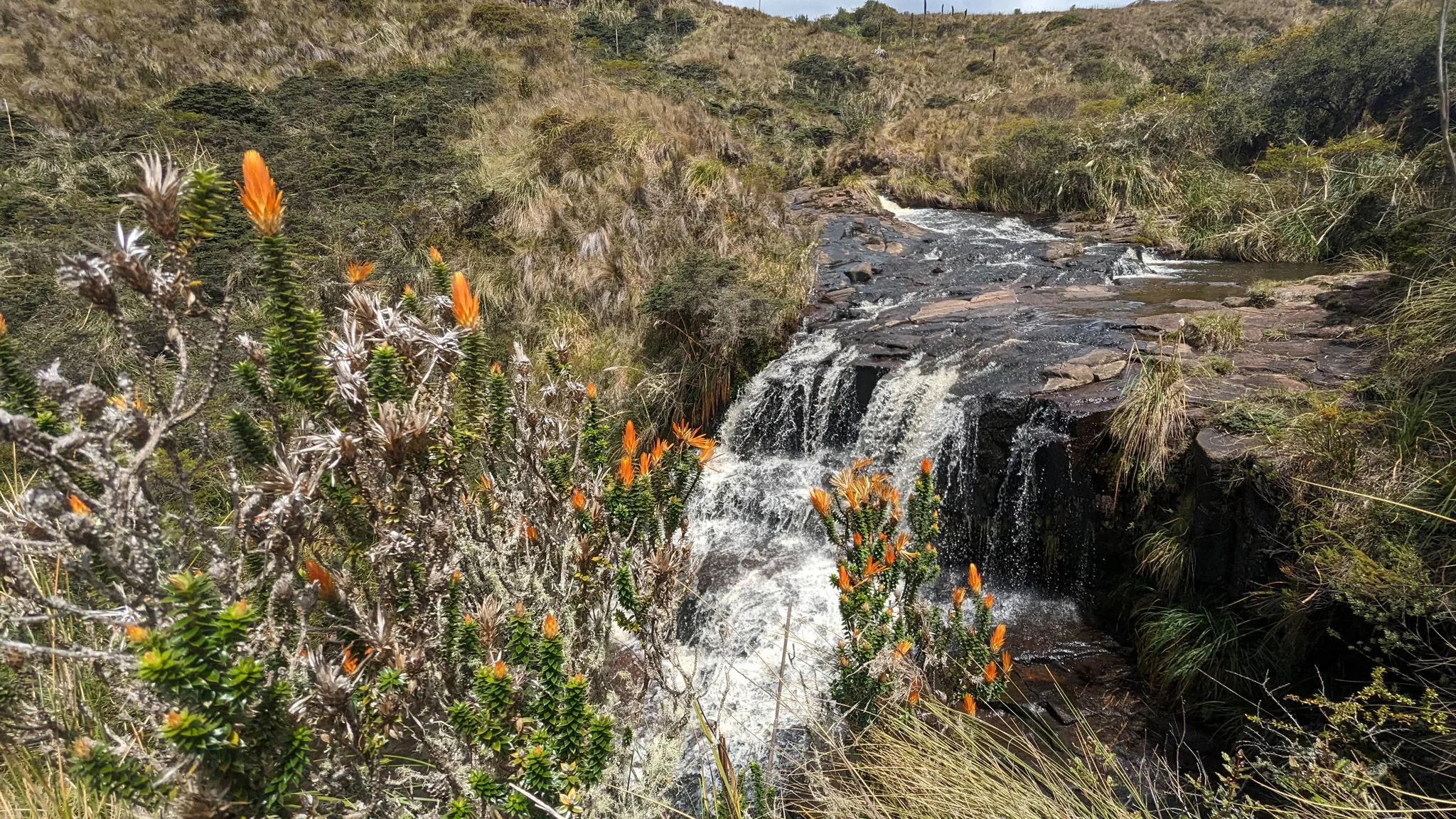 Flores anaranjadas junto al agua que corre
