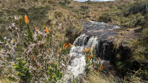 Flores anaranjadas junto al agua que corre