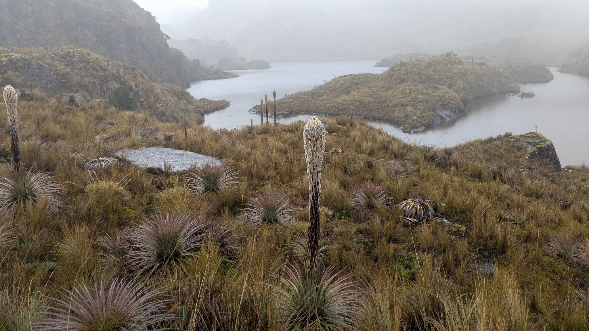 Lagunas entre rosetas de páramo. El nombre del cuerpo de agua sigue sin confirmarse.