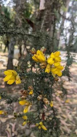 Flores amarillas en una rama. La identificación más precisa sigue sin confirmarse.