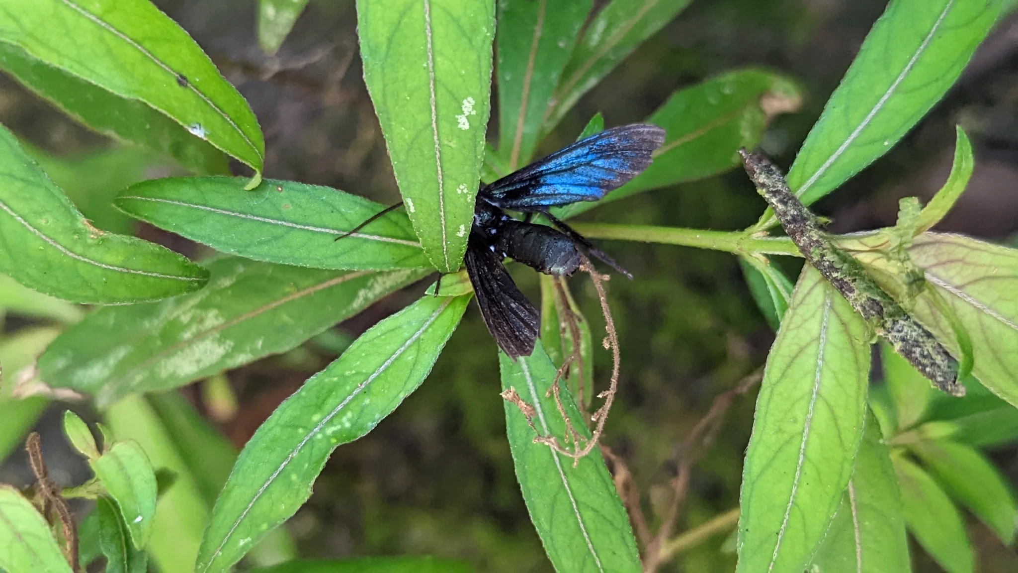 Insecto alado azul y negro entre hojas. La identificación más precisa sigue sin confirmarse.