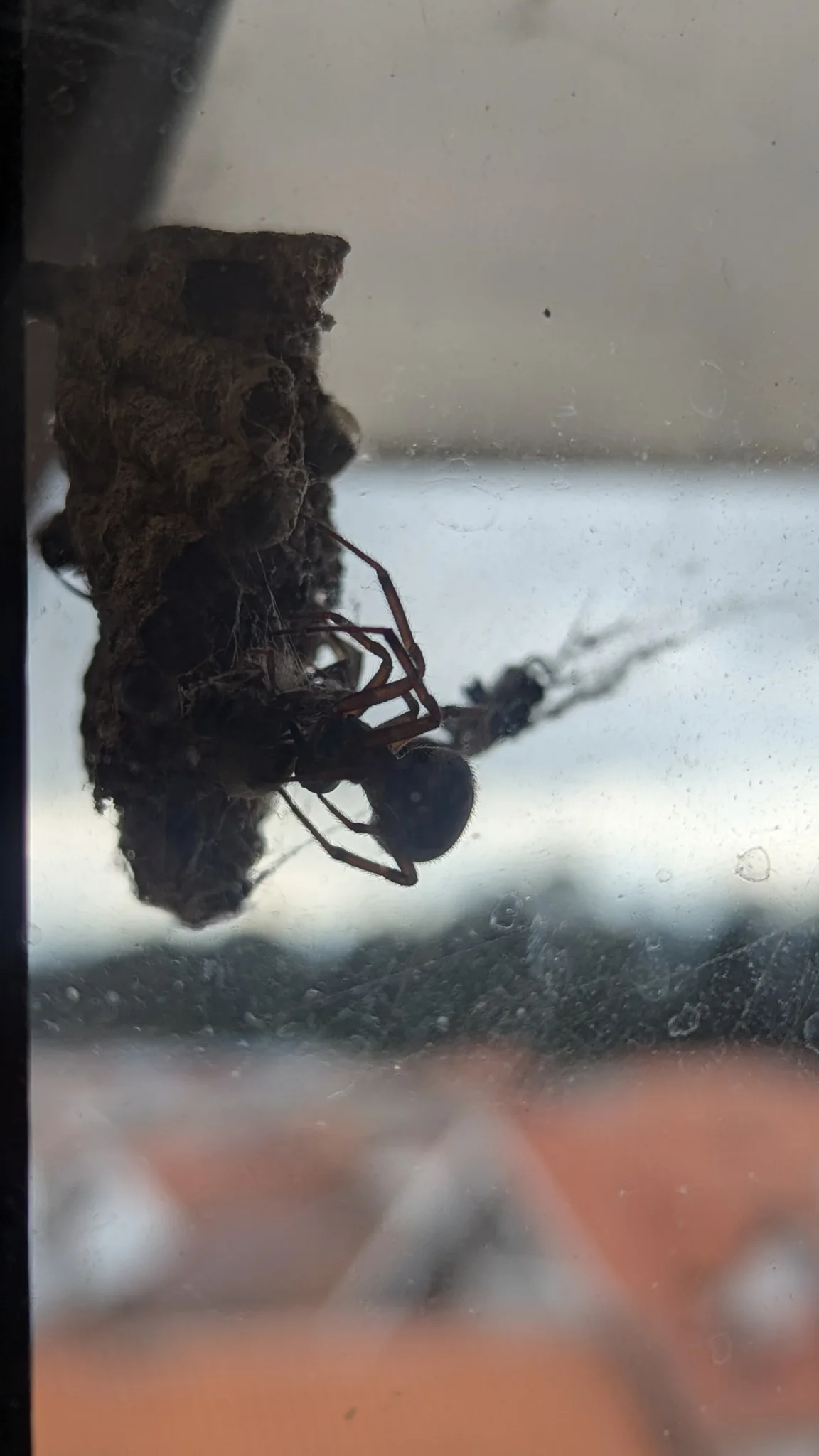 Insecto oscuro junto a una ventana. La identificación más precisa sigue sin confirmarse.