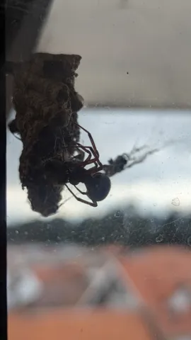 Insecto oscuro junto a una ventana. La identificación más precisa sigue sin confirmarse.
