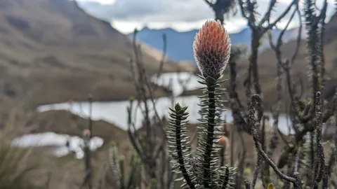 Flor anaranjada junto a Canutillos.