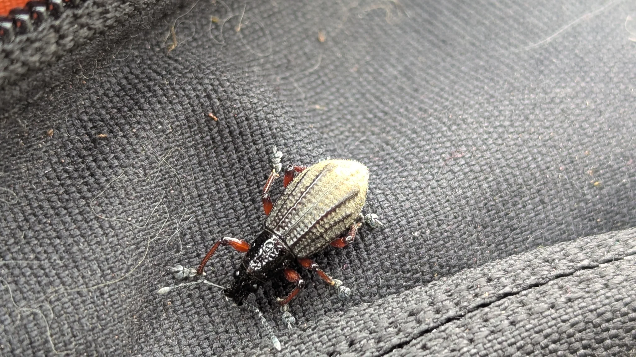 Un gorgojo de escamas claras, cabeza oscura y patas rojizas descansa sobre una tela tejida. La identificación en la familia Curculionidae es tentativa.