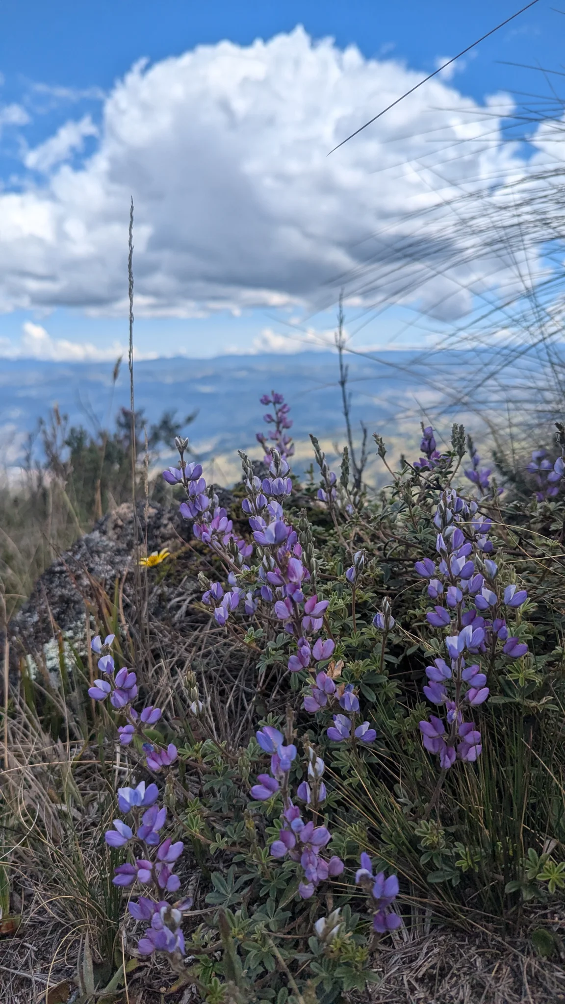 Flores moradas bajo nubes pasajeras