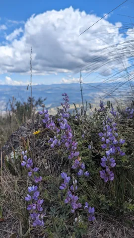 Flores moradas bajo nubes pasajeras