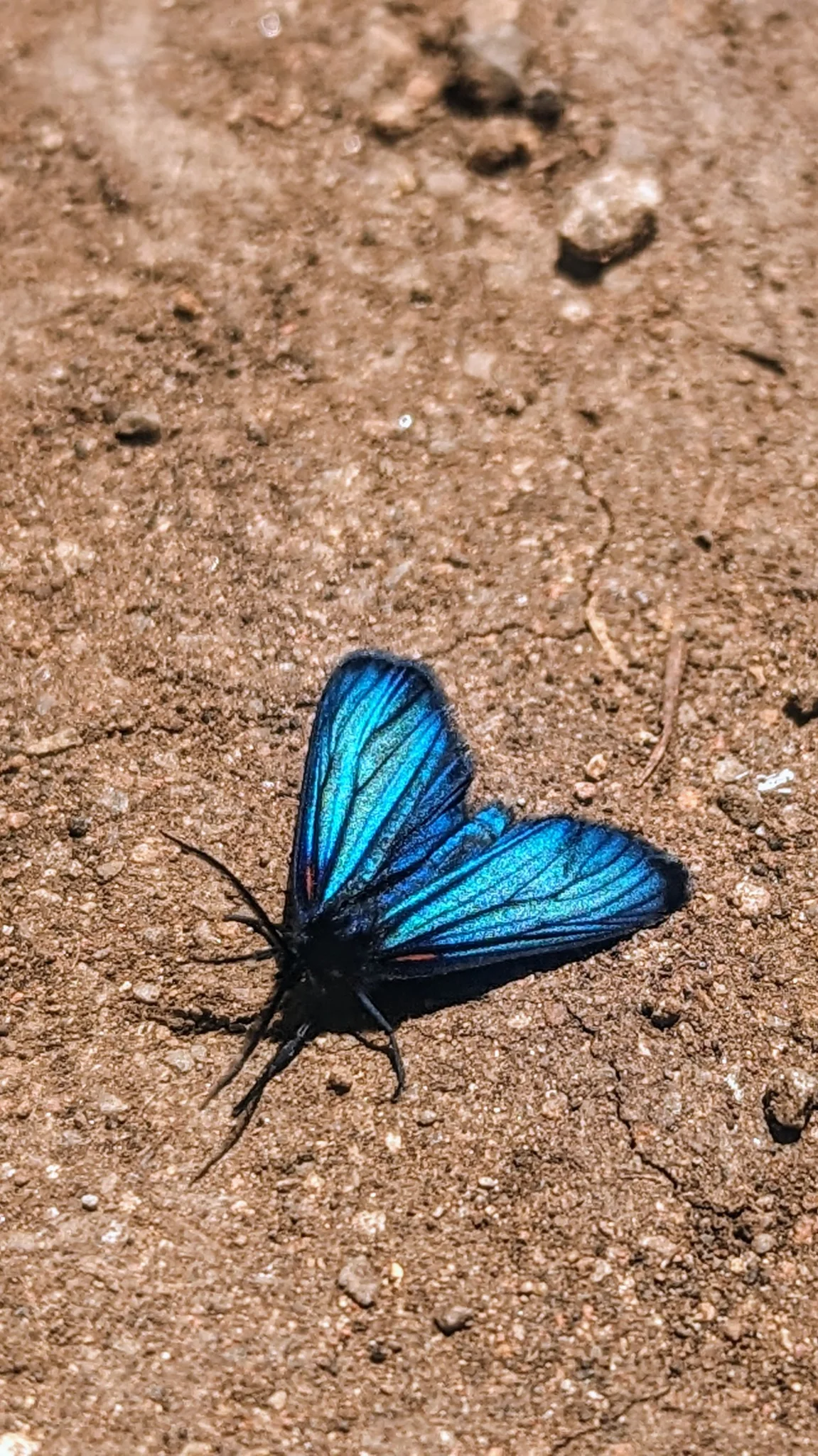 Mariposa azul sobre tierra desnuda. La identificación más precisa sigue sin confirmarse.