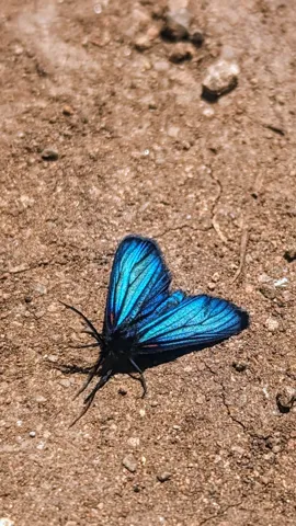 Mariposa azul sobre tierra desnuda. La identificación más precisa sigue sin confirmarse.