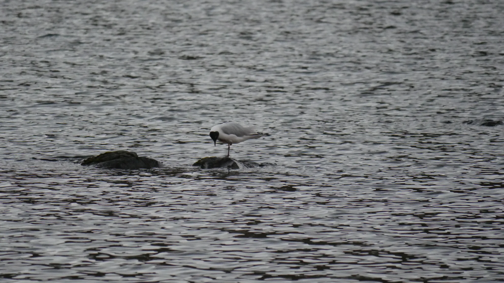 Gaviota en una roca de Lagartococha.