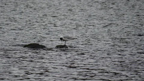 Gaviota en una roca de Lagartococha.