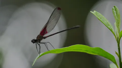 Caballito del diablo sobre una hoja. La identificación más precisa sigue sin confirmarse.