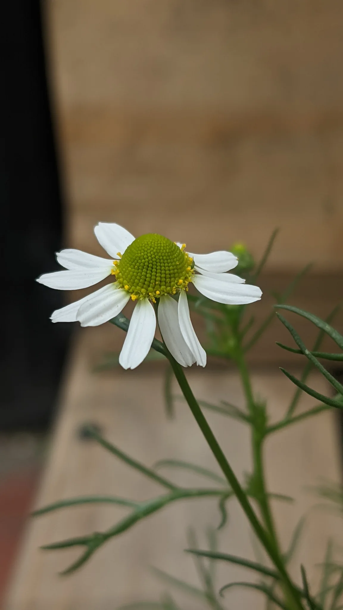 Flor de manzanilla en un tallo fino.