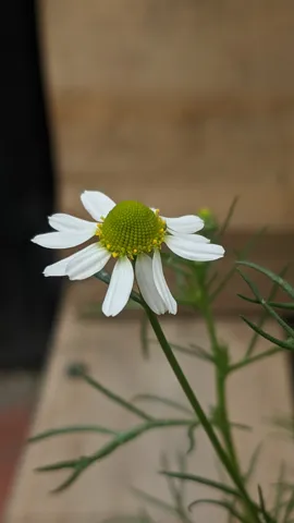 Flor de manzanilla en un tallo fino.