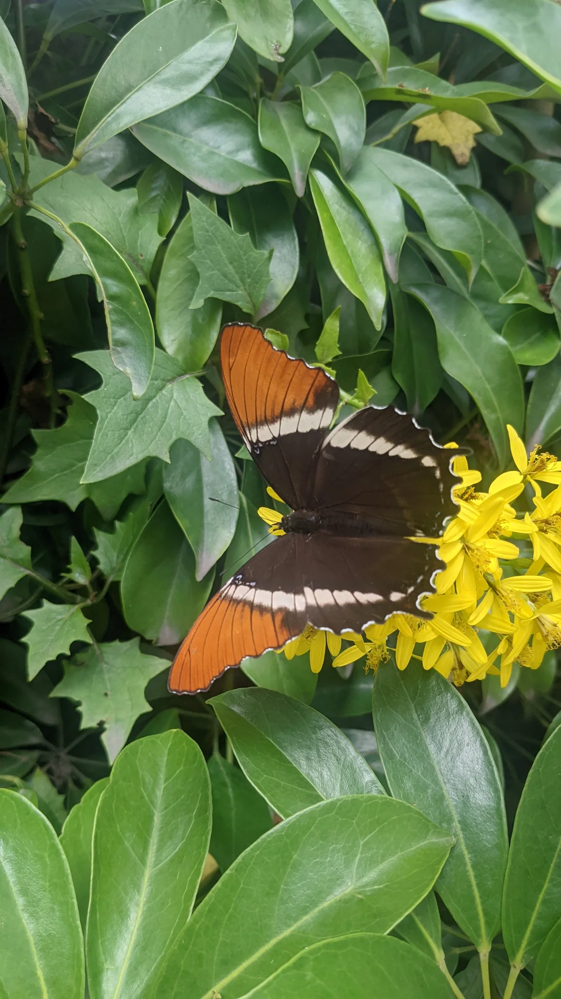 Mariposa anaranjada y negra entre hojas. La identificación más precisa sigue sin confirmarse.