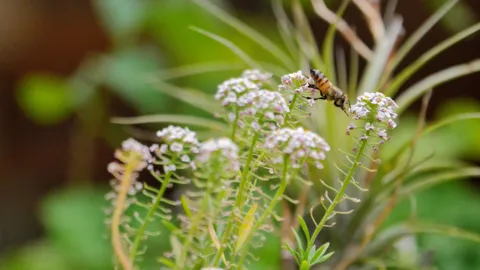 Flores claras entre hojas finas. La identificación más precisa sigue sin confirmarse.