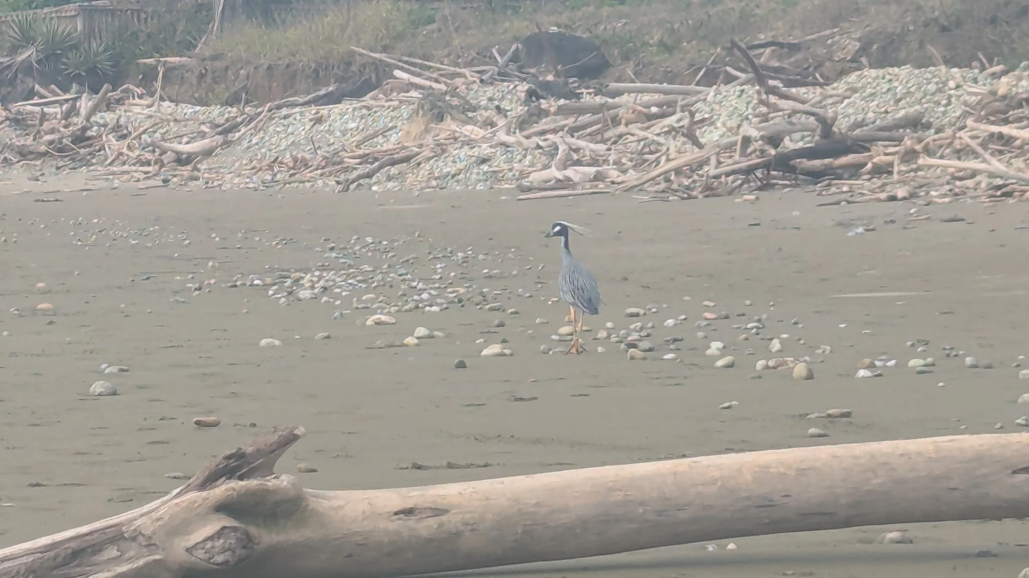 Aves en una orilla arenosa. La identificación más precisa sigue sin confirmarse.