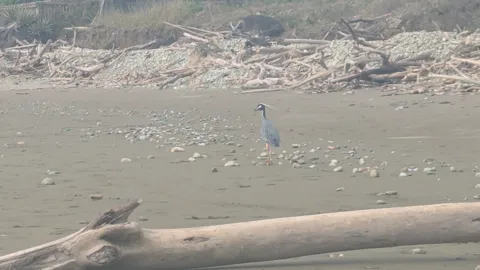 Aves en una orilla arenosa. La identificación más precisa sigue sin confirmarse.