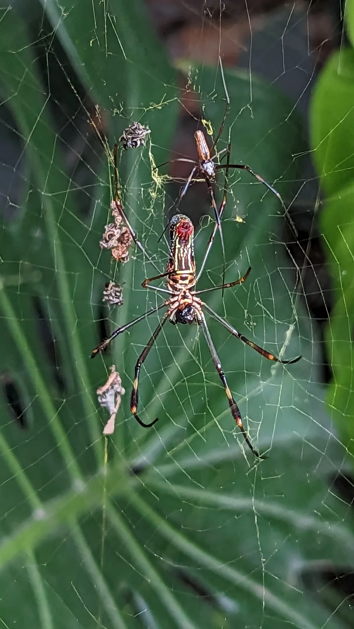 Araña rojiza entre hojas estrechas. La identificación más precisa sigue sin confirmarse.
