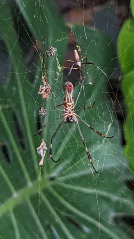 Araña rojiza entre hojas estrechas. La identificación más precisa sigue sin confirmarse.