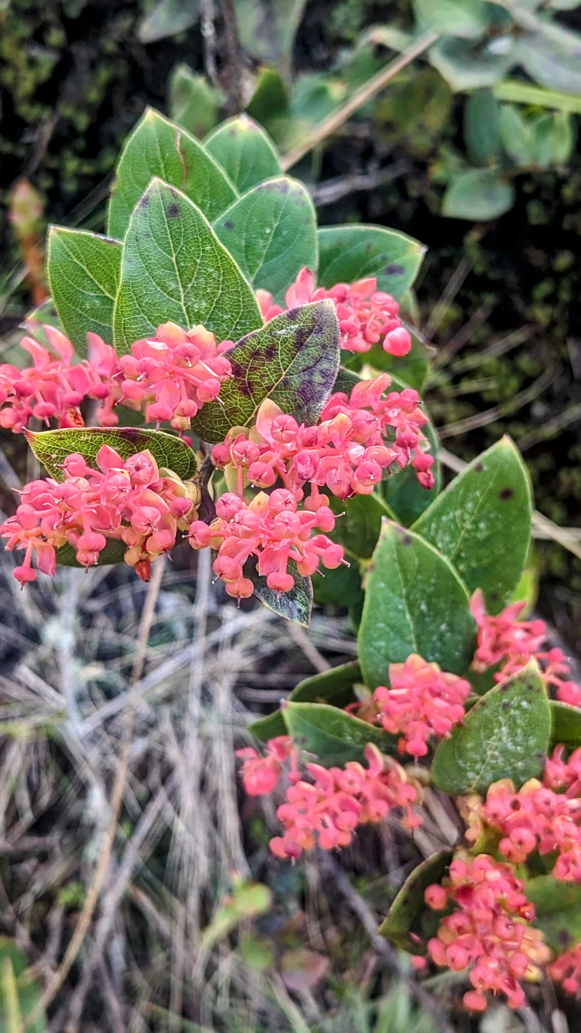 Racimos de flores rosadas en una rama frondosa